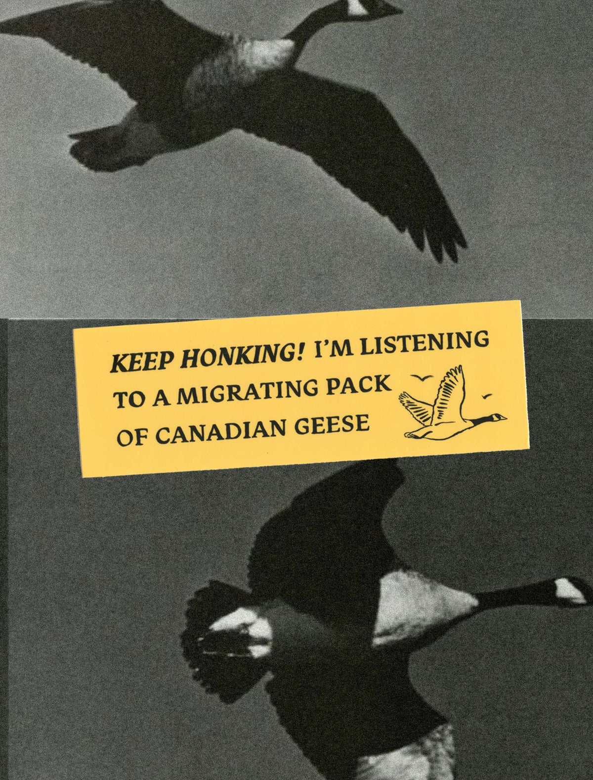 Canada Geese Bumper Sticker