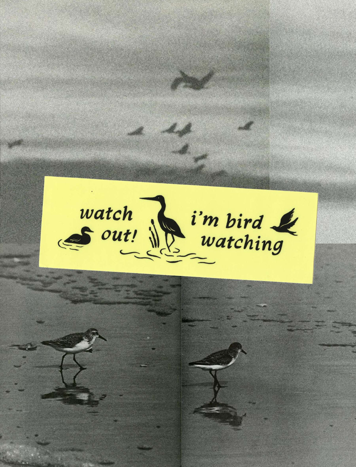 Birding Bumper Sticker
